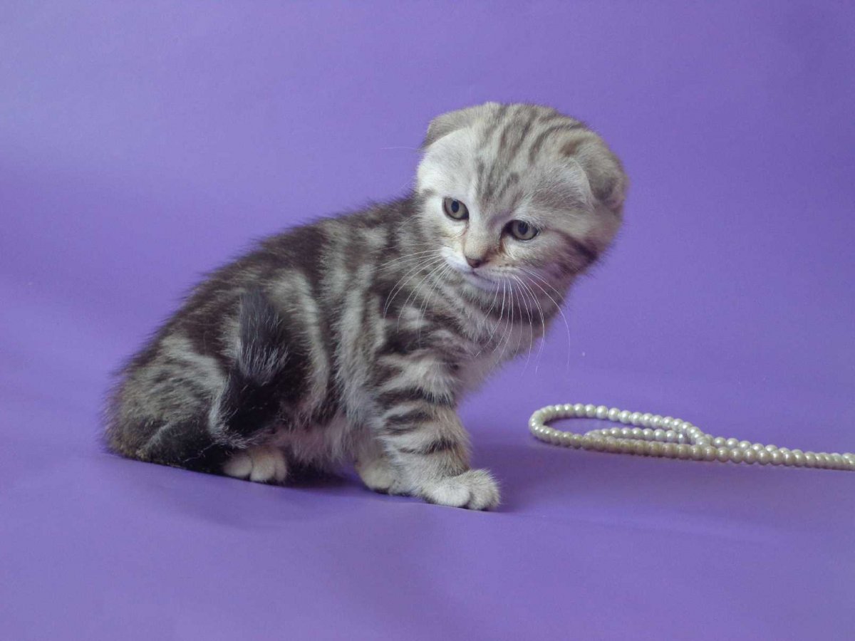 Британец вислоухий вискас