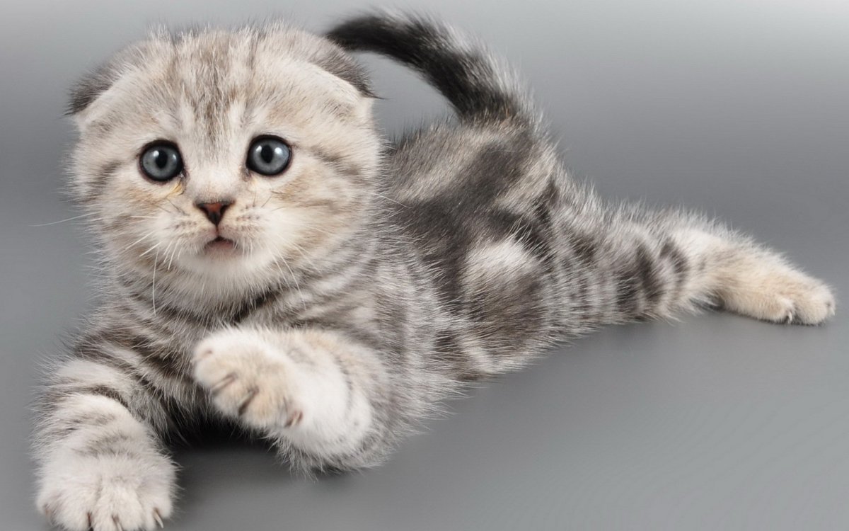 Шотландская вислоухая кошка маленькая