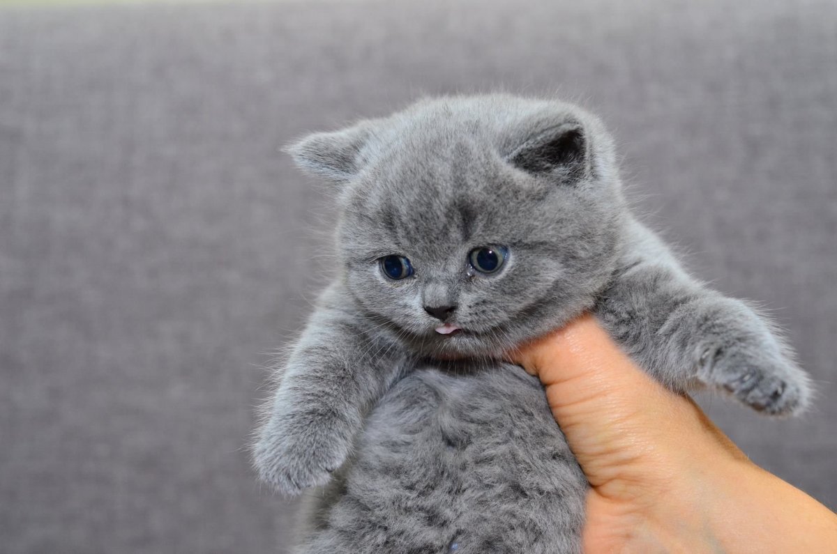 Скоттиш фолд Манчкин