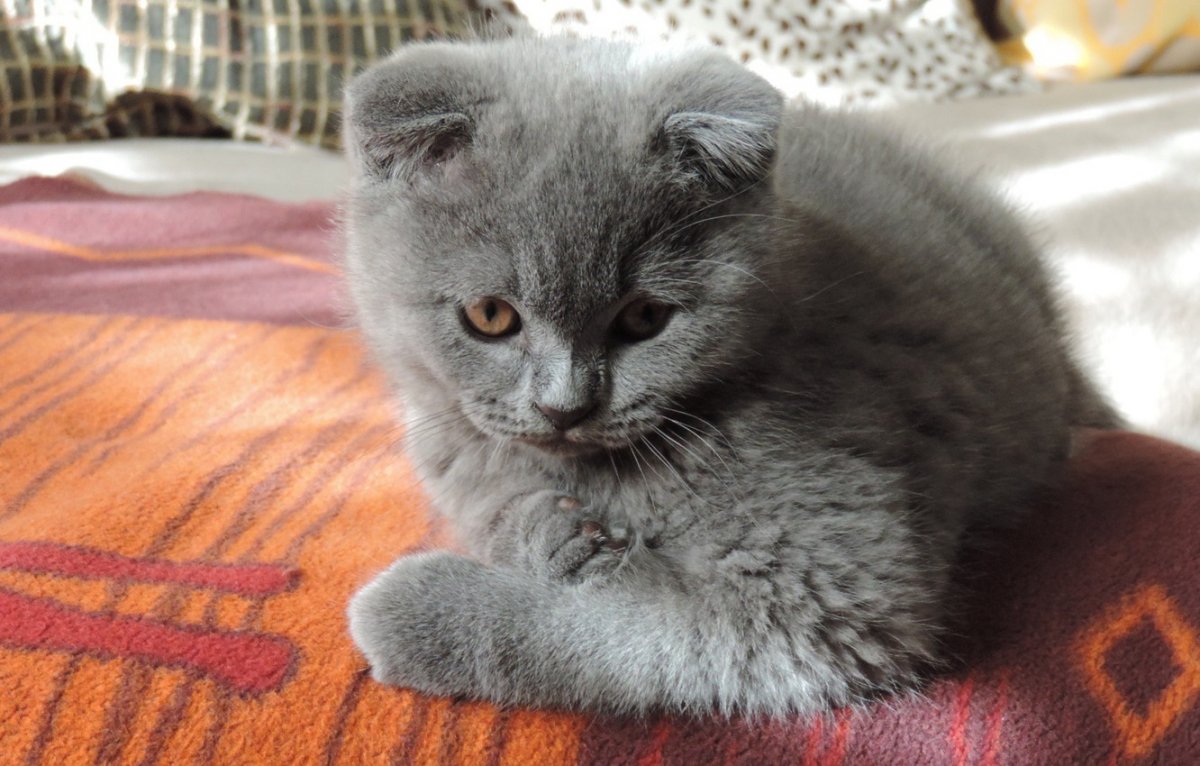 Скоттиш фолд полукровка