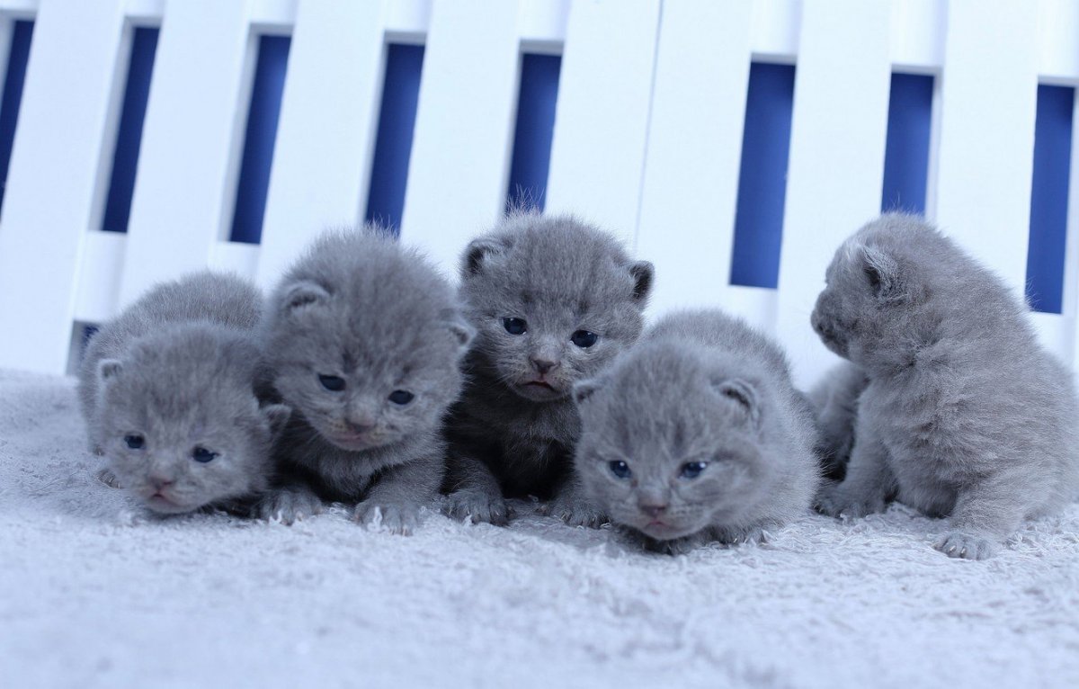 Британские вислоухие котята