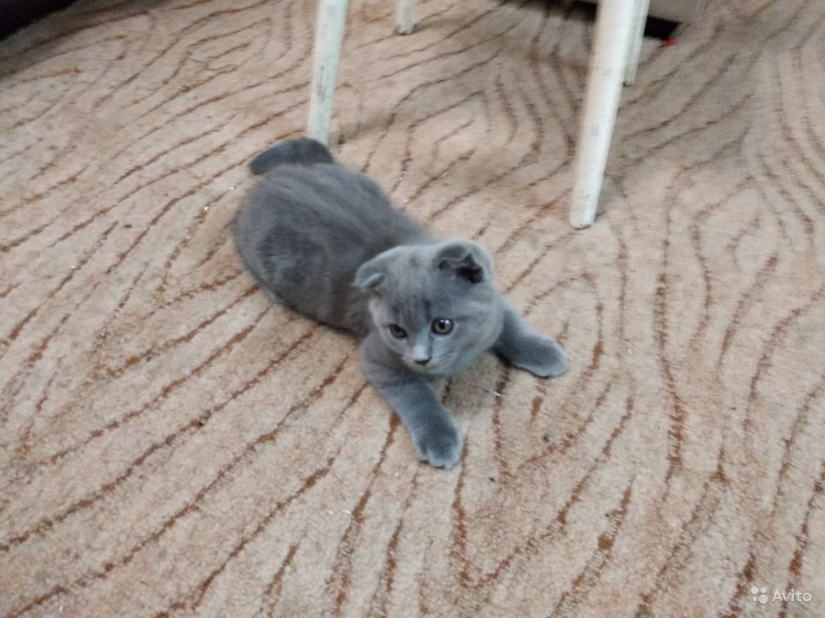 Вислоухие котята шотландцы серые