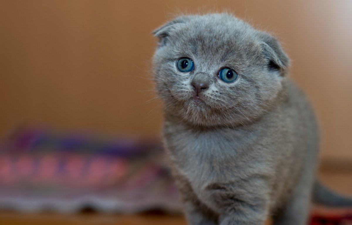 Шотландские котята дымчатые