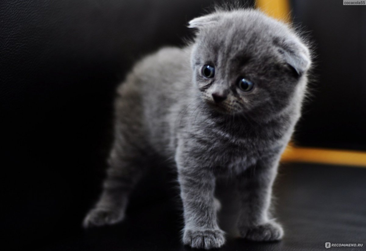 Шотландские вислоухие котята