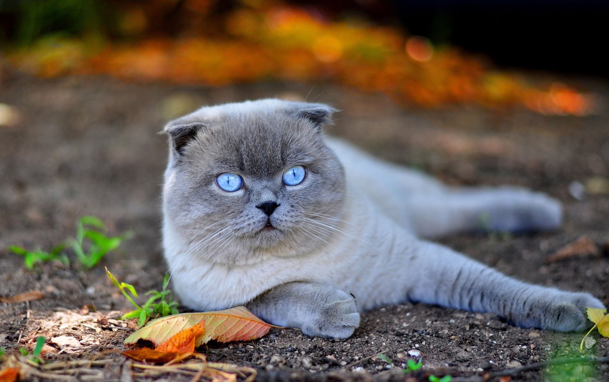Шотландская вислоухая кошка