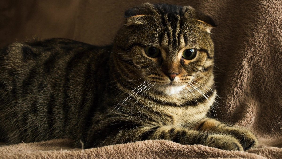 Скоттиш фолд Браун табби