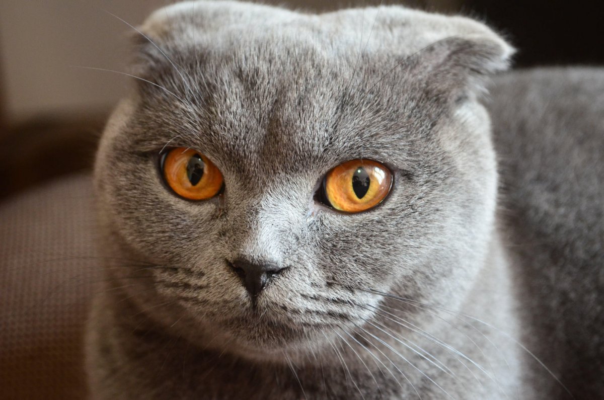 Тайландские вислоухие кошки