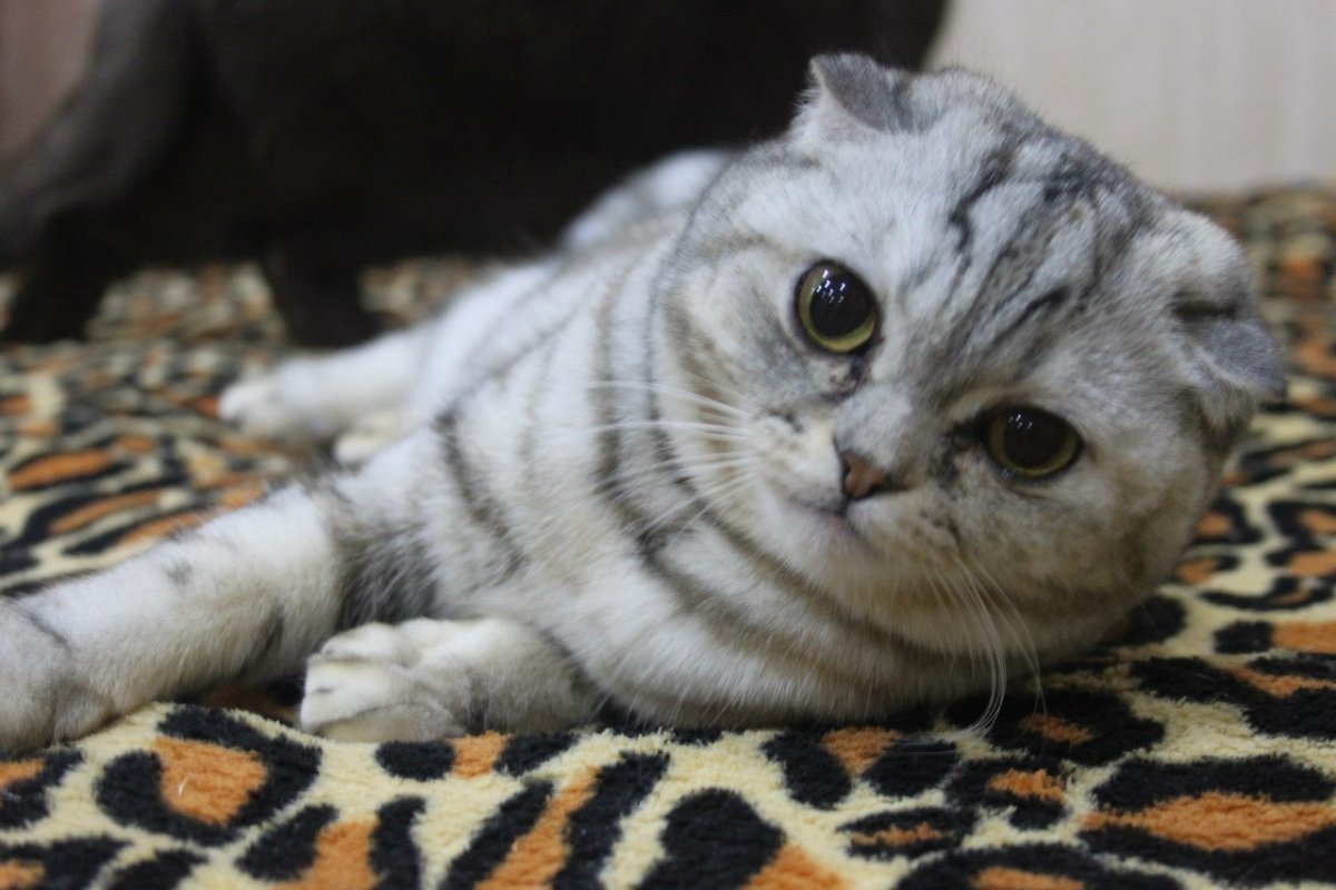 Скотишфолд вислоухий