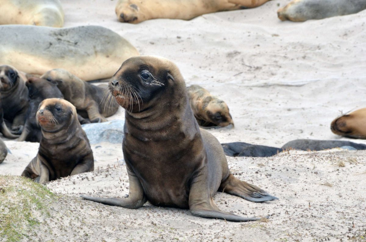 Ластоногие сивуч