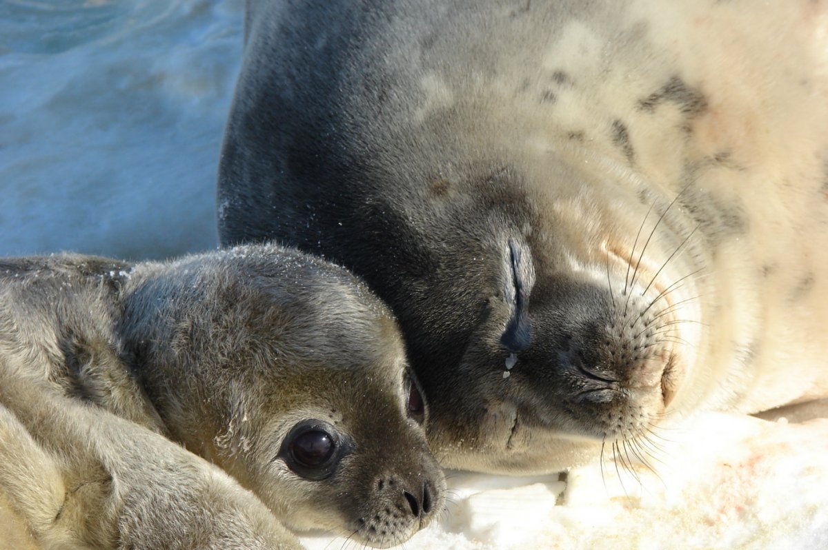 Байкальская Нерпа Белек с мамой
