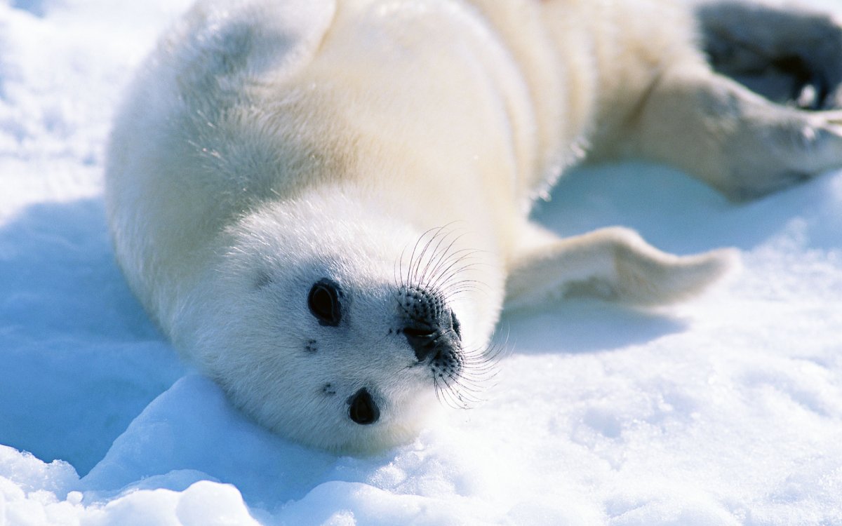 Байкальская Нерпа