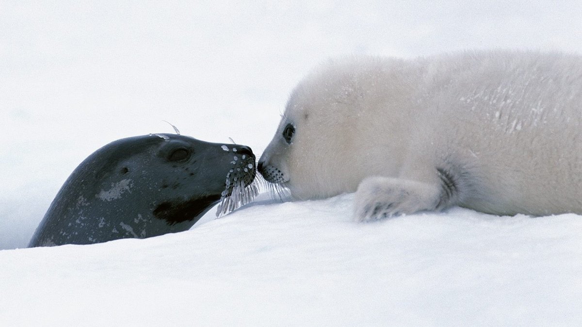 Байкальская Нерпа