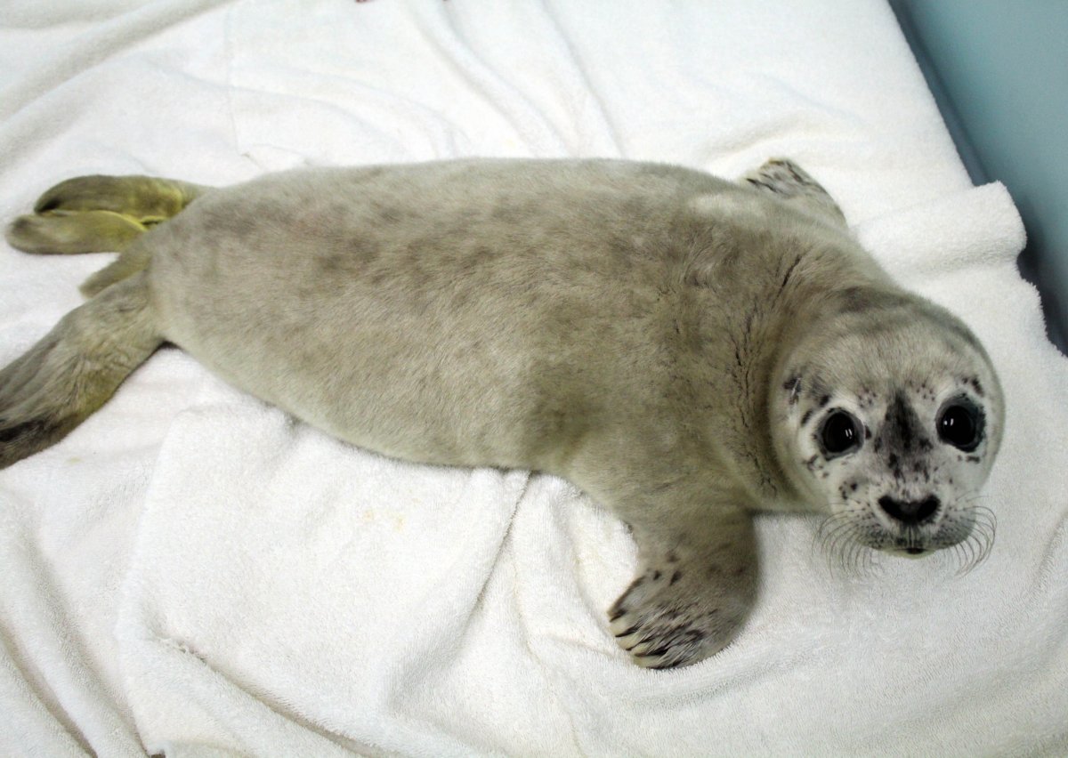 Нерпа Зеленец