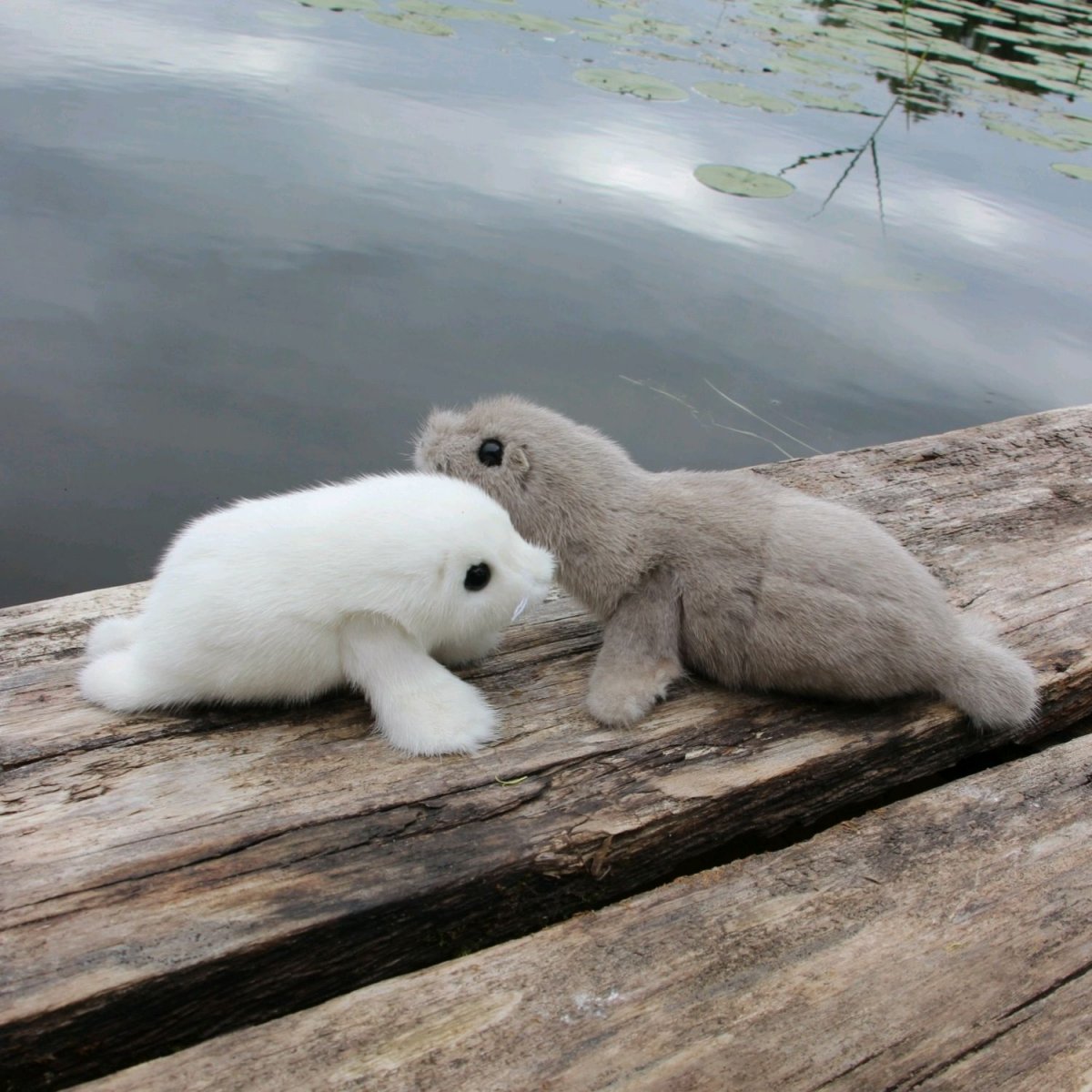 Байкальская Нерпа детеныш с мамой