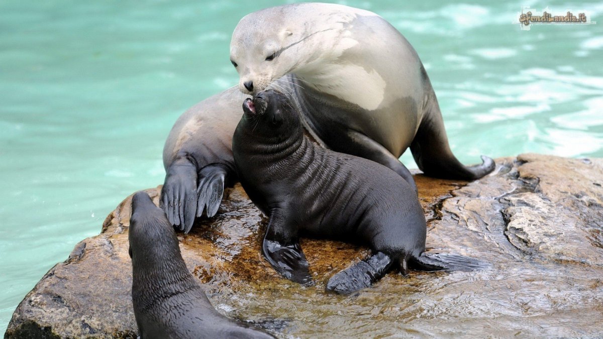 Тюлень с мамой