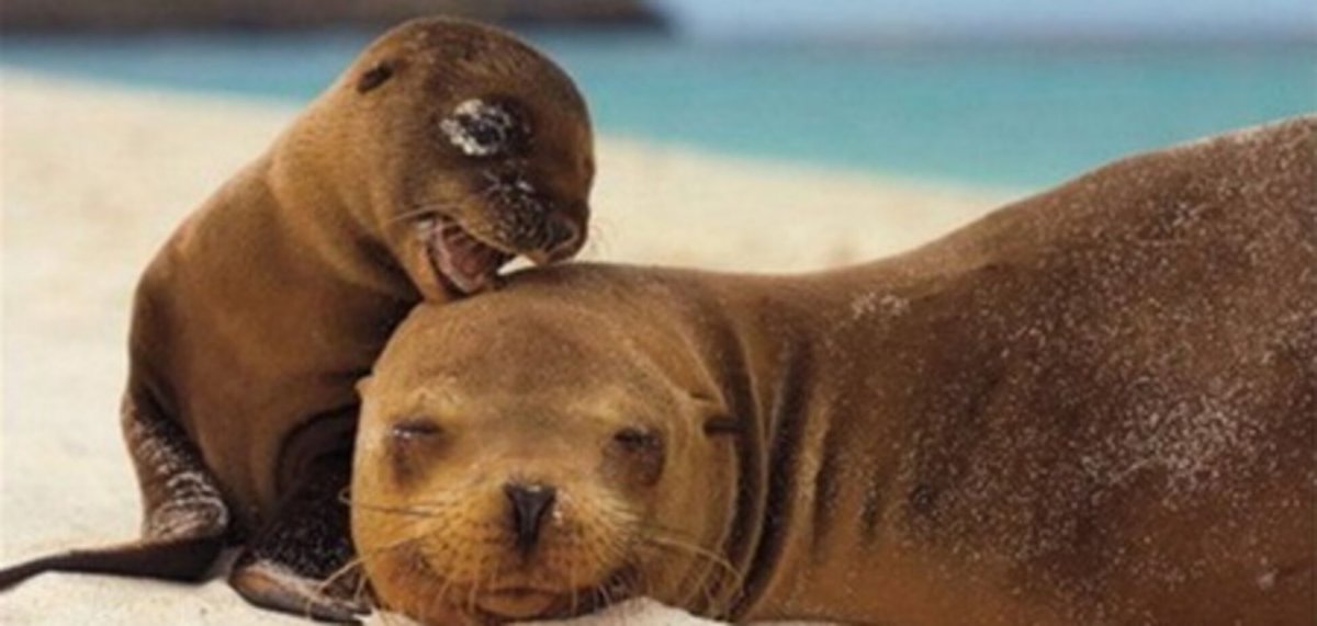 Мамы и Детеныши морских животных