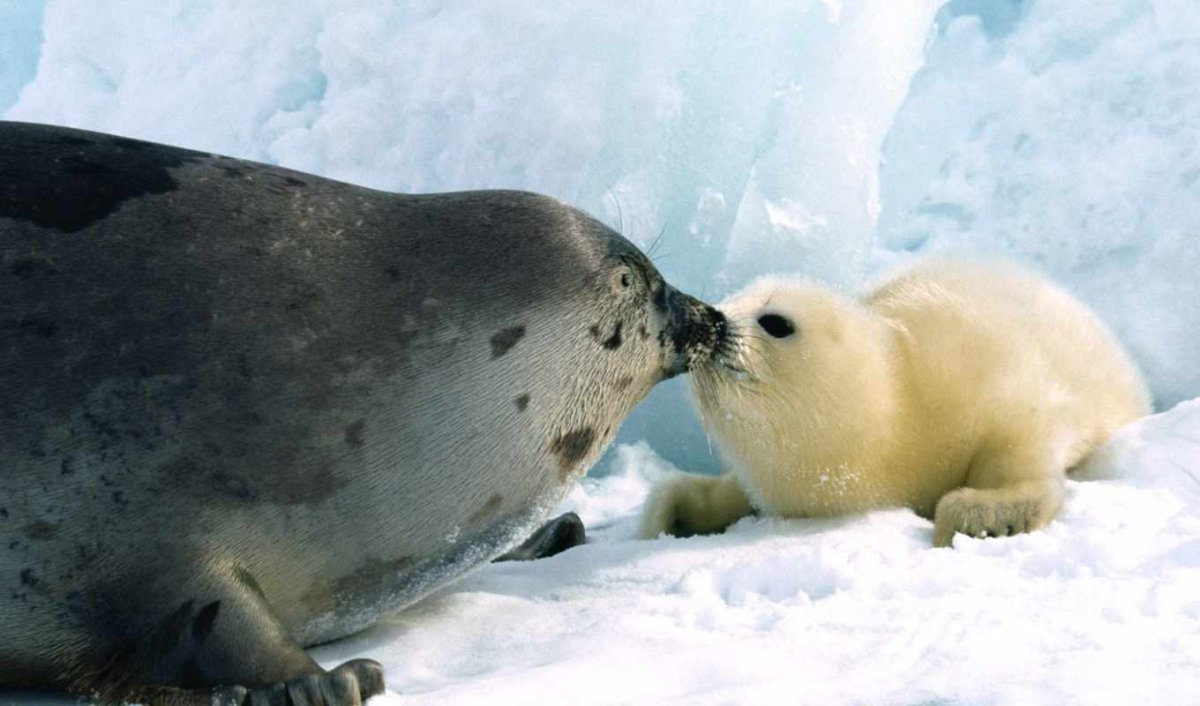 Гренландский тюлень белое море