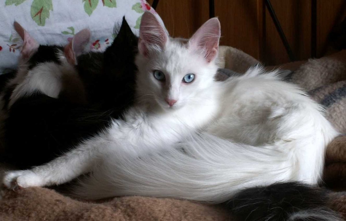 Турецкая ангора с черным хвостом