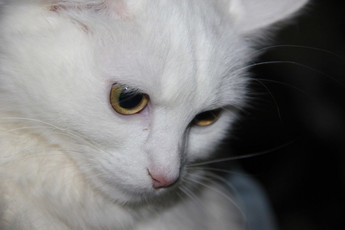 Турецкая ангора белый кот с карими глазами