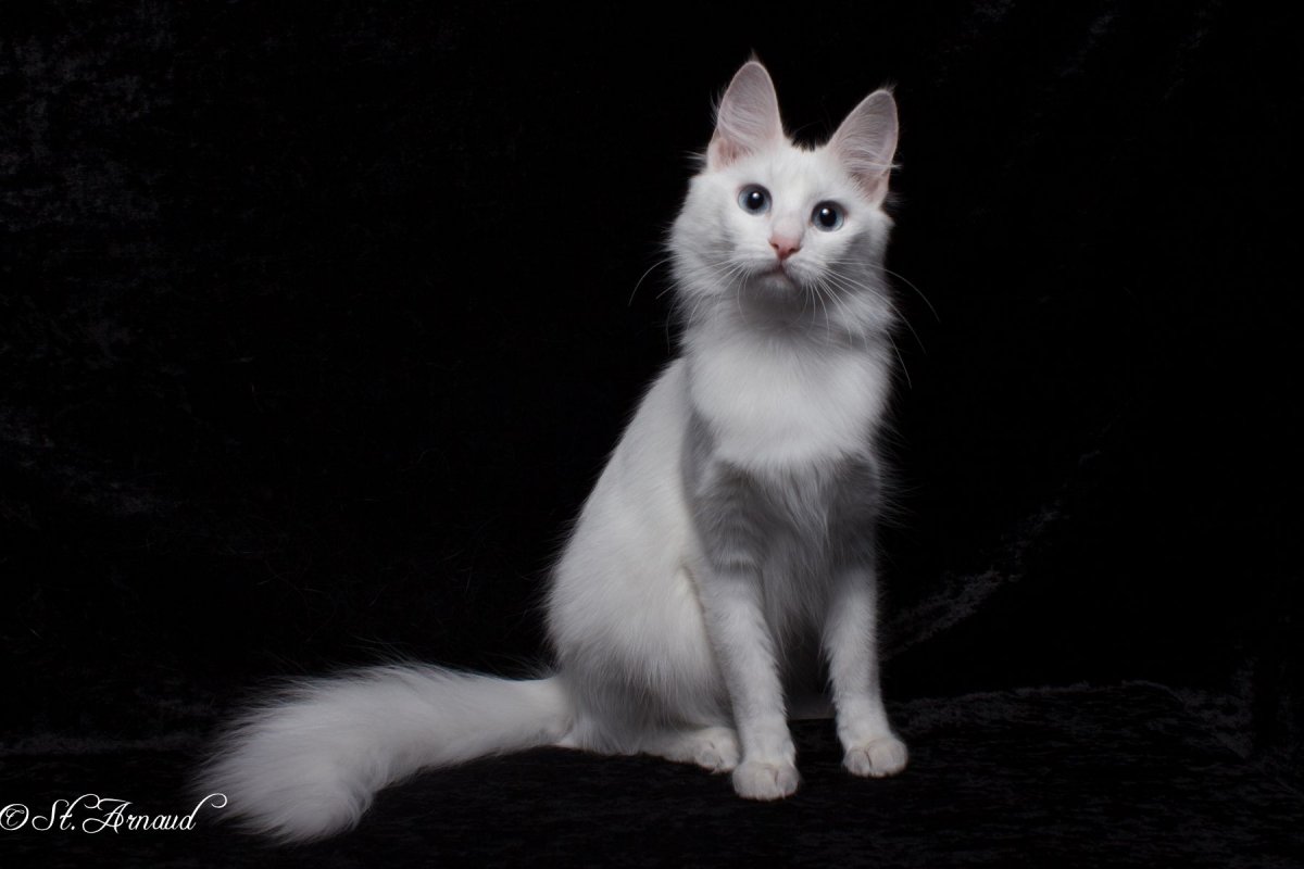 Турецкая ангора биколор