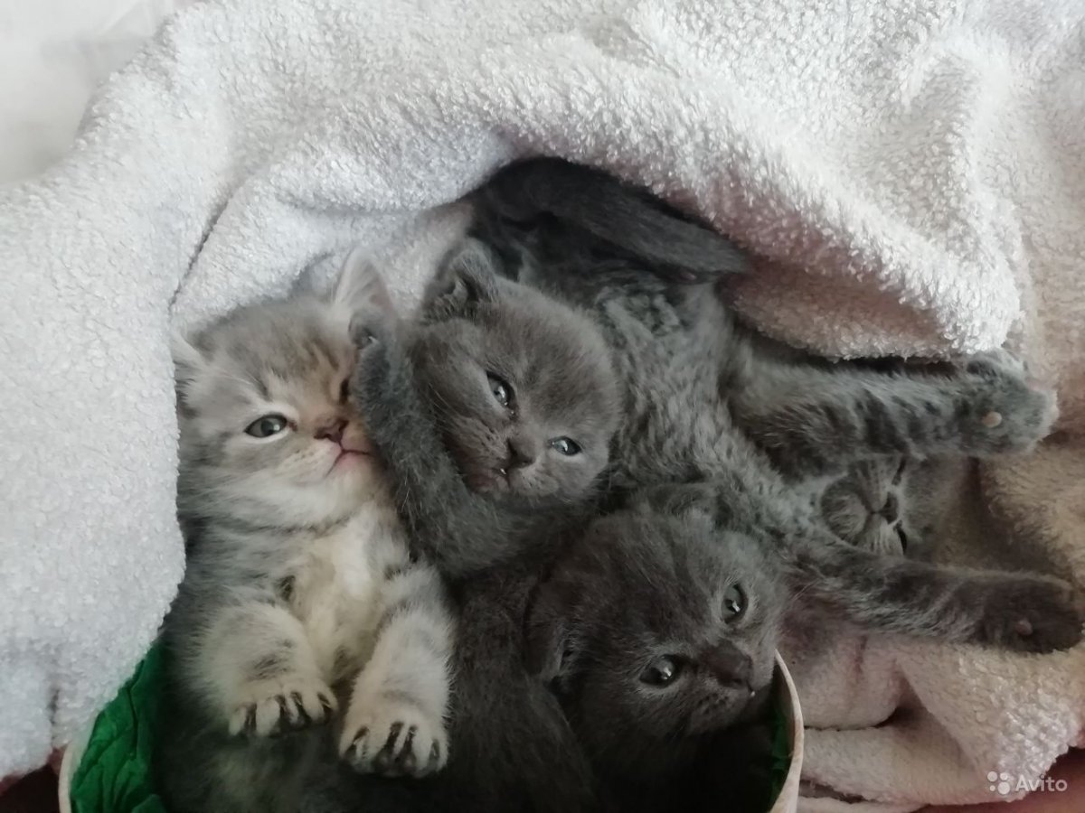 Вислоухий шотландец персиковый