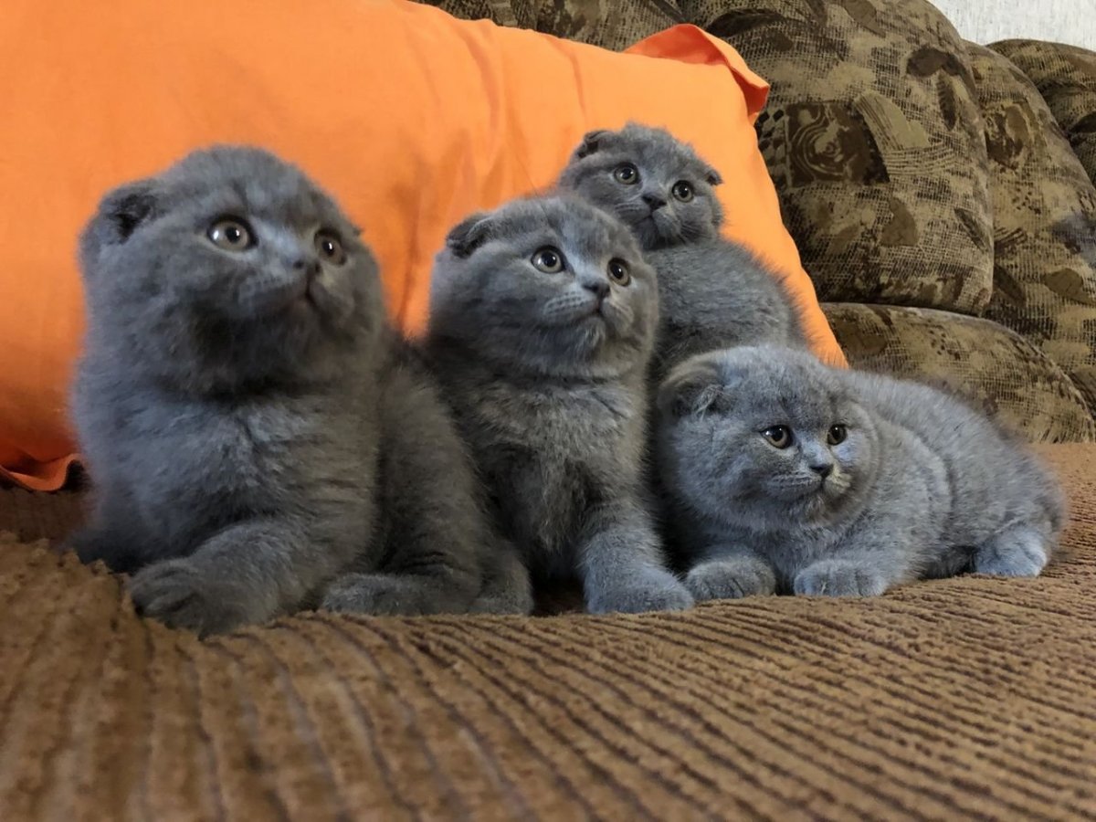 Много вислоухих котят