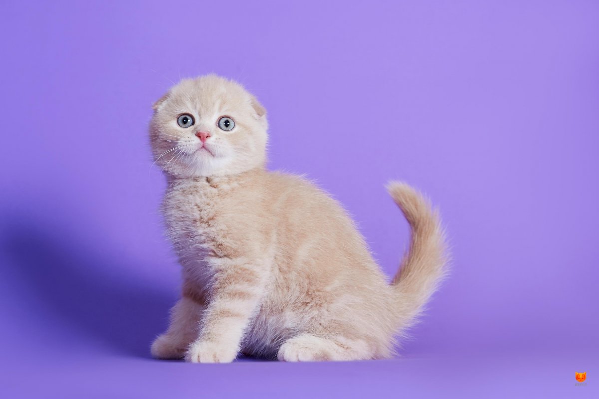 Вислоухий скоттиш фолд серый