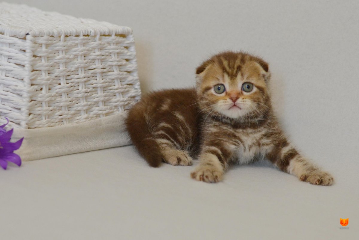Британский вислоухий котенок в 4 месяца