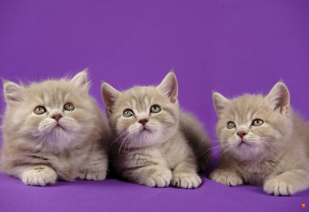 Милые британцы