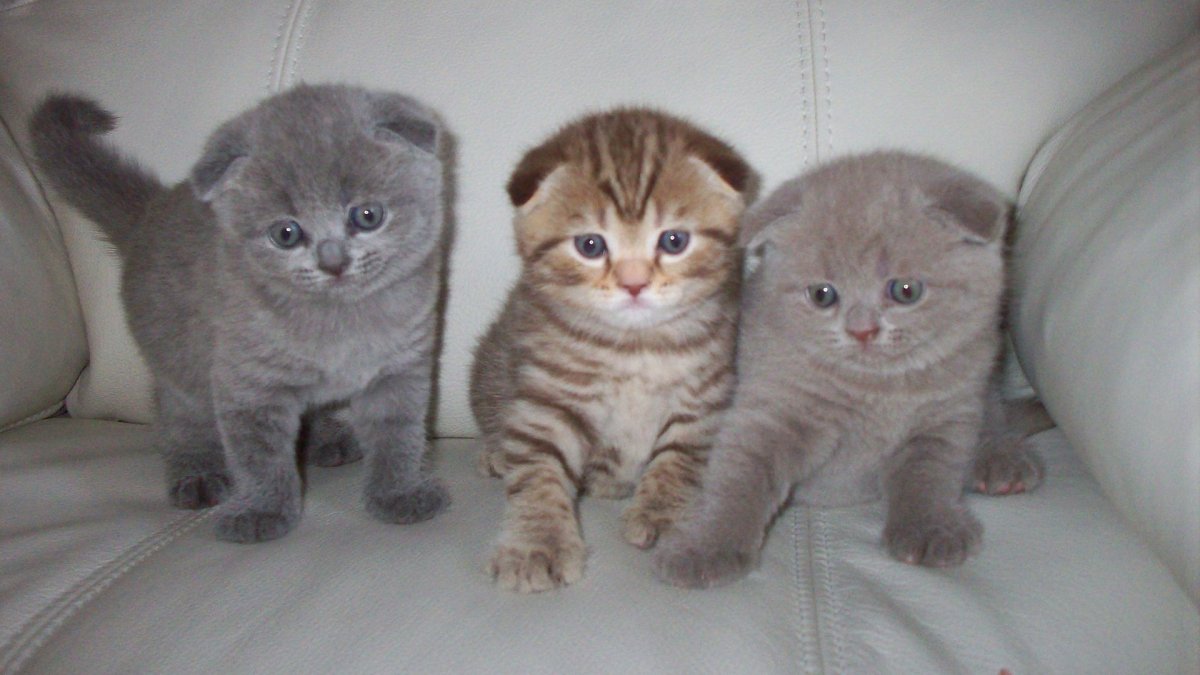 Шотландские вислоухие котята