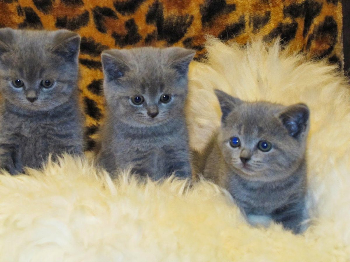 Вислоухий скоттиш фолд ушки