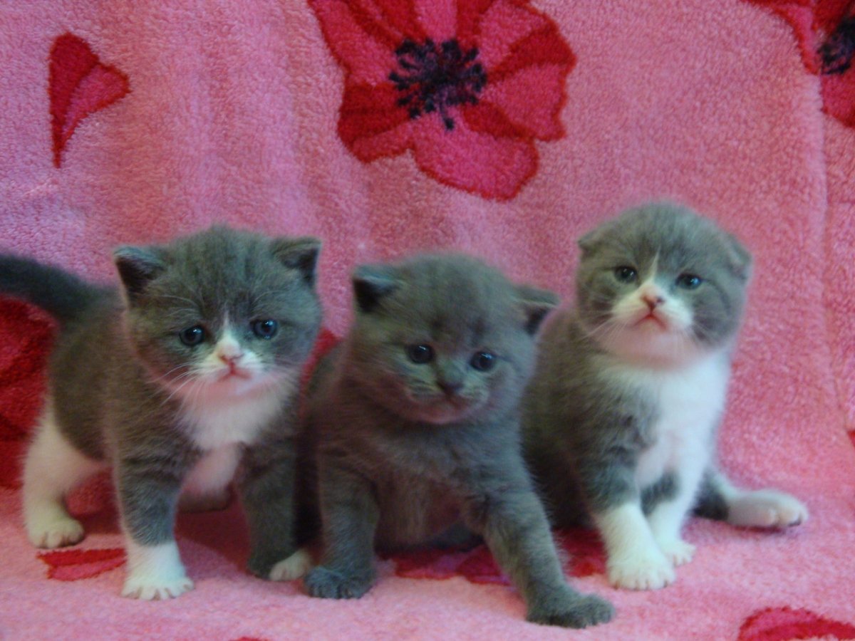 Британские и Шотландские котята длинношерстные