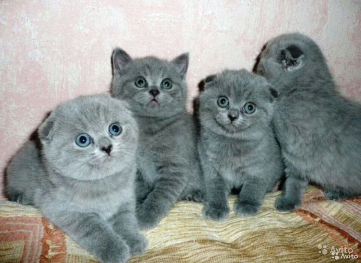 Шотландские вислоухие котята