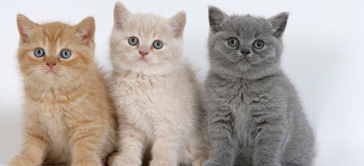 Британские вислоухие котята