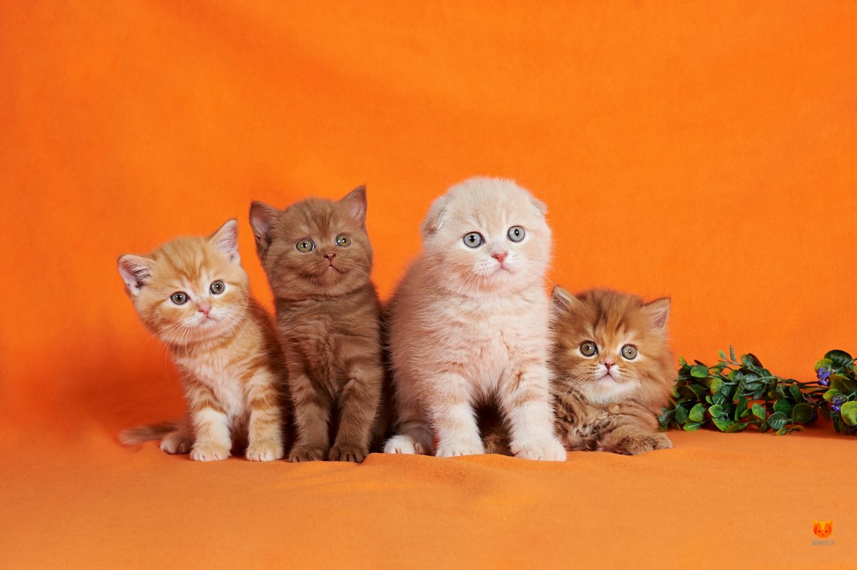 Вислоухие котята мимими