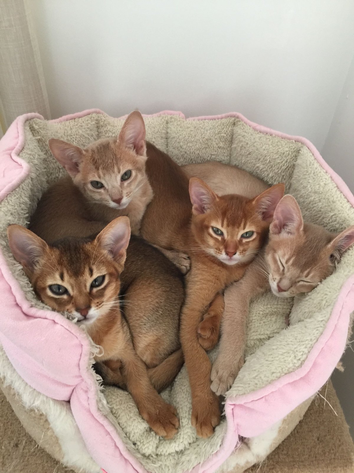 Новорождённые абиссинцы