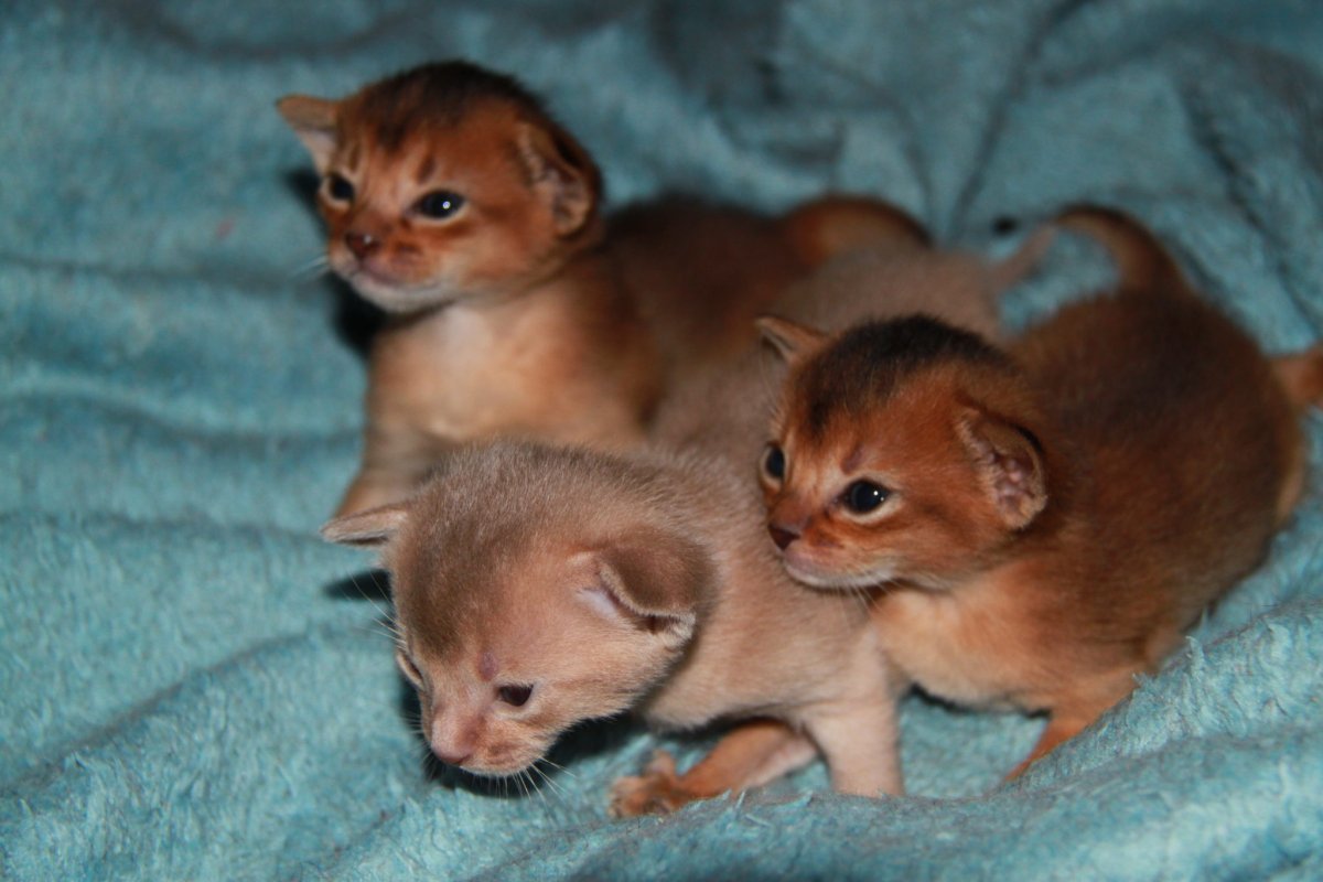 Абиссинская кошка с голубыми глазами