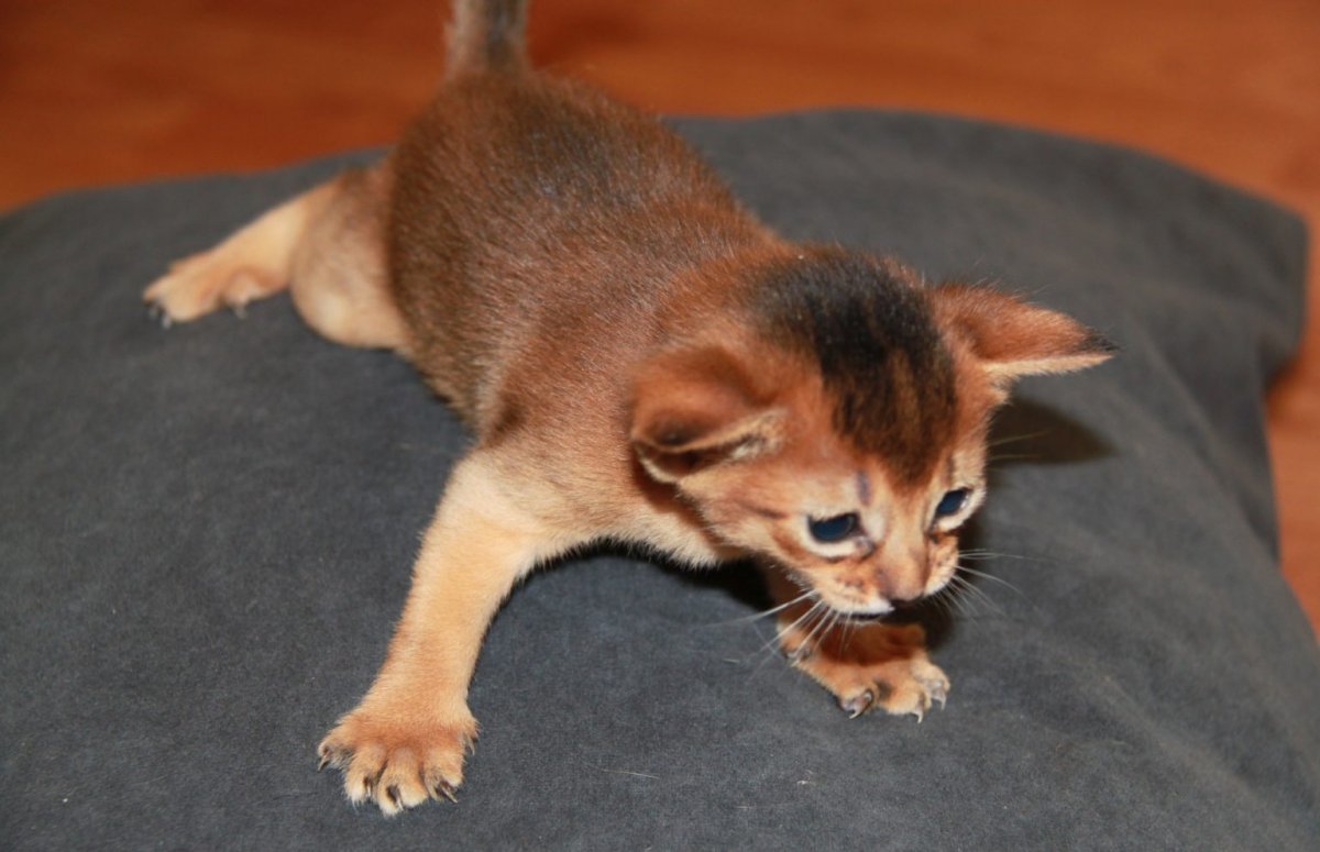 Новорождённые абиссинцы