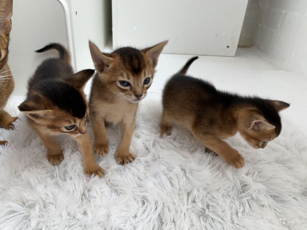 Абиссинская кошка девочка