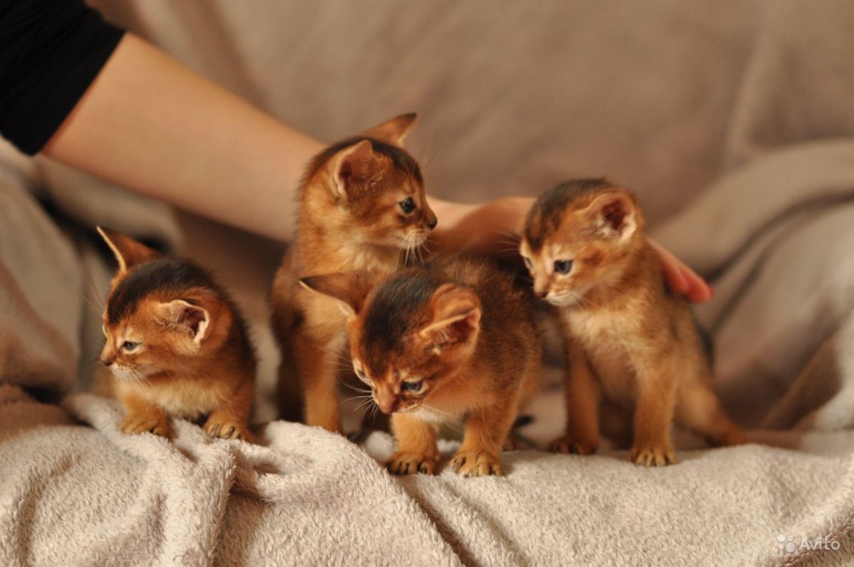 Абиссинская кошка котёнок серый
