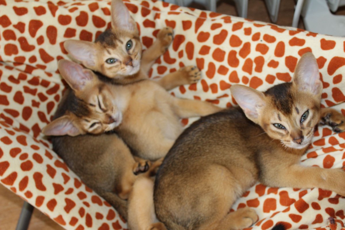 Абиссинские котята голубого окраса