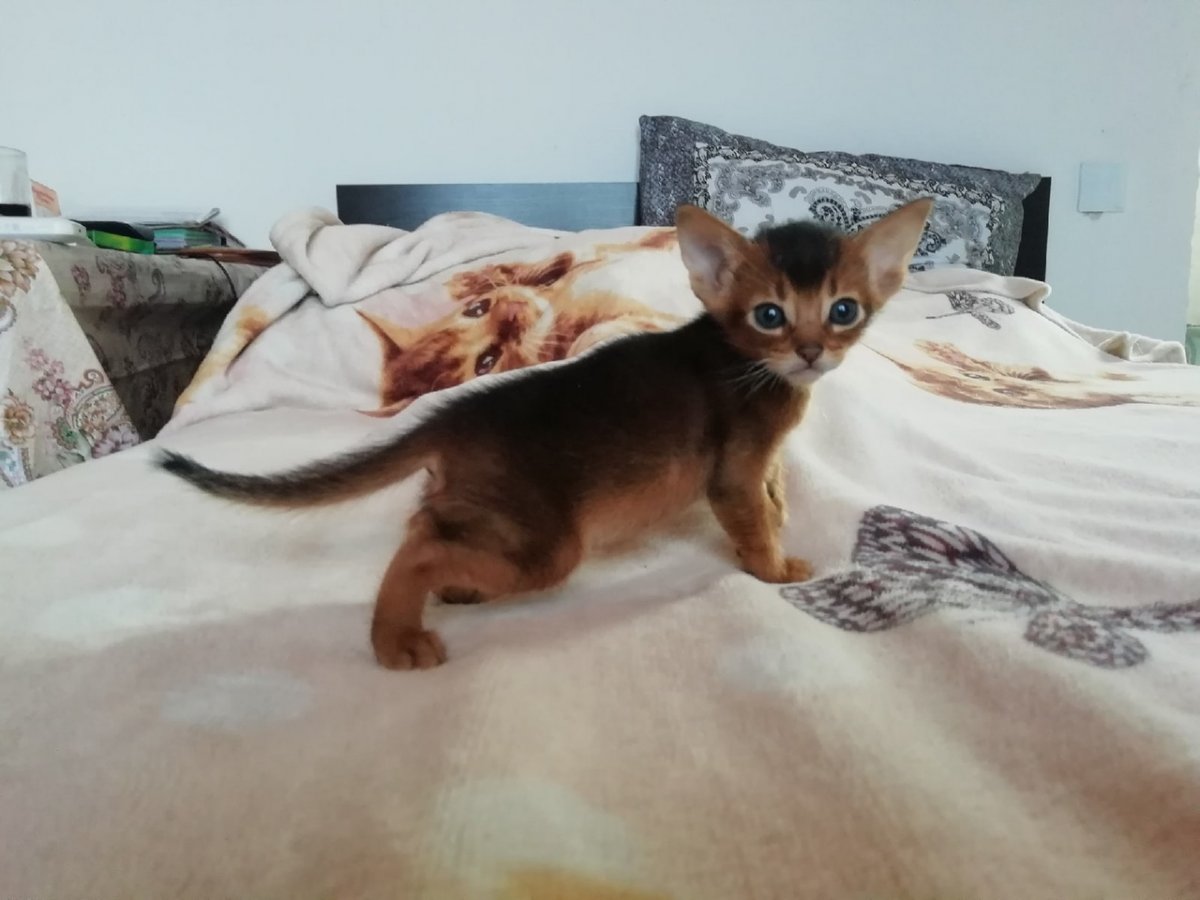 Абиссинская порода кошек котята