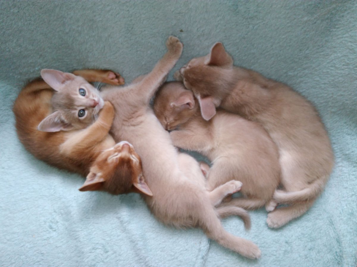 Чистокровный абиссинец