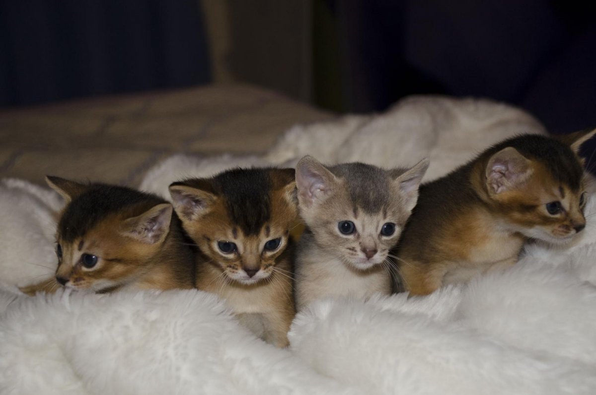 Новорожденные Абиссинские котята