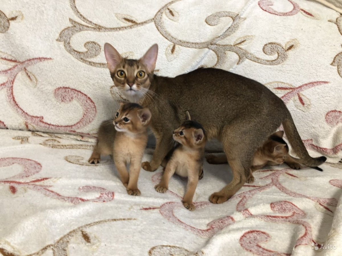 Абиссинская кошка фото рядом с обычной кошкой