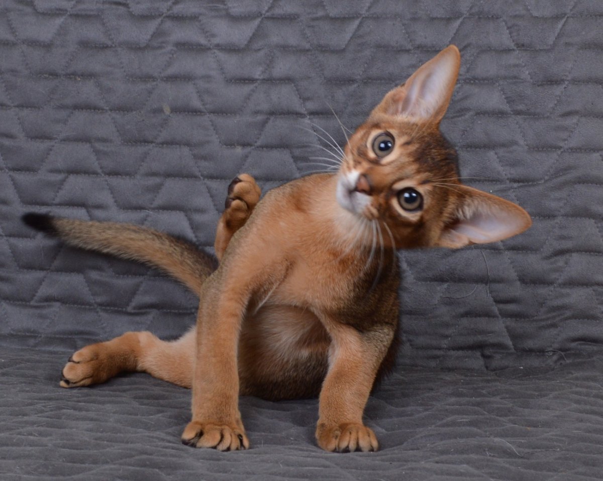 Малыши абиссинцы 10 дней дикий окрас