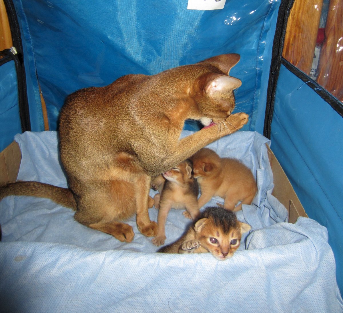 Питомник абиссинских кошек Казань