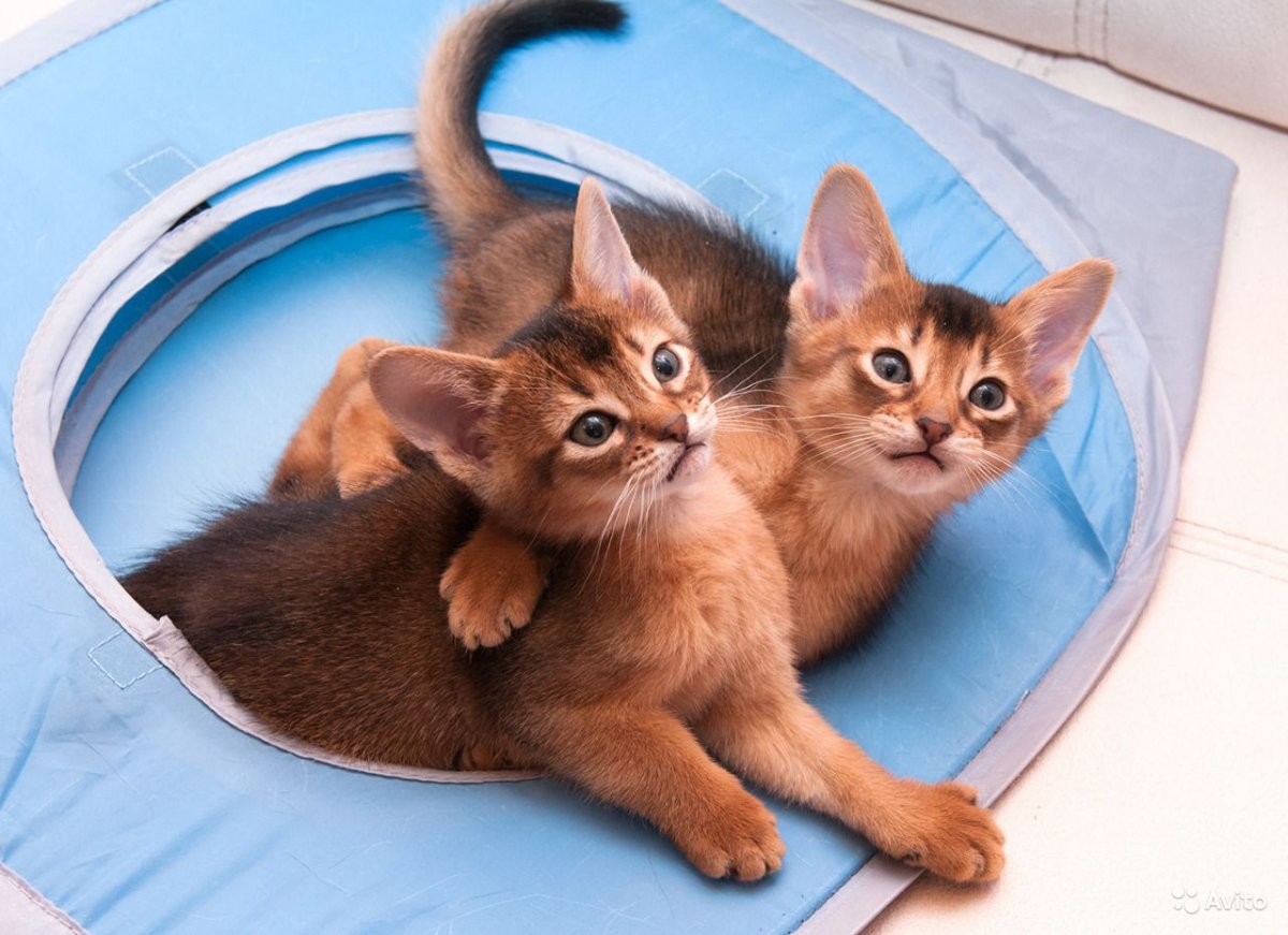 Абиссинские котята шоу класса