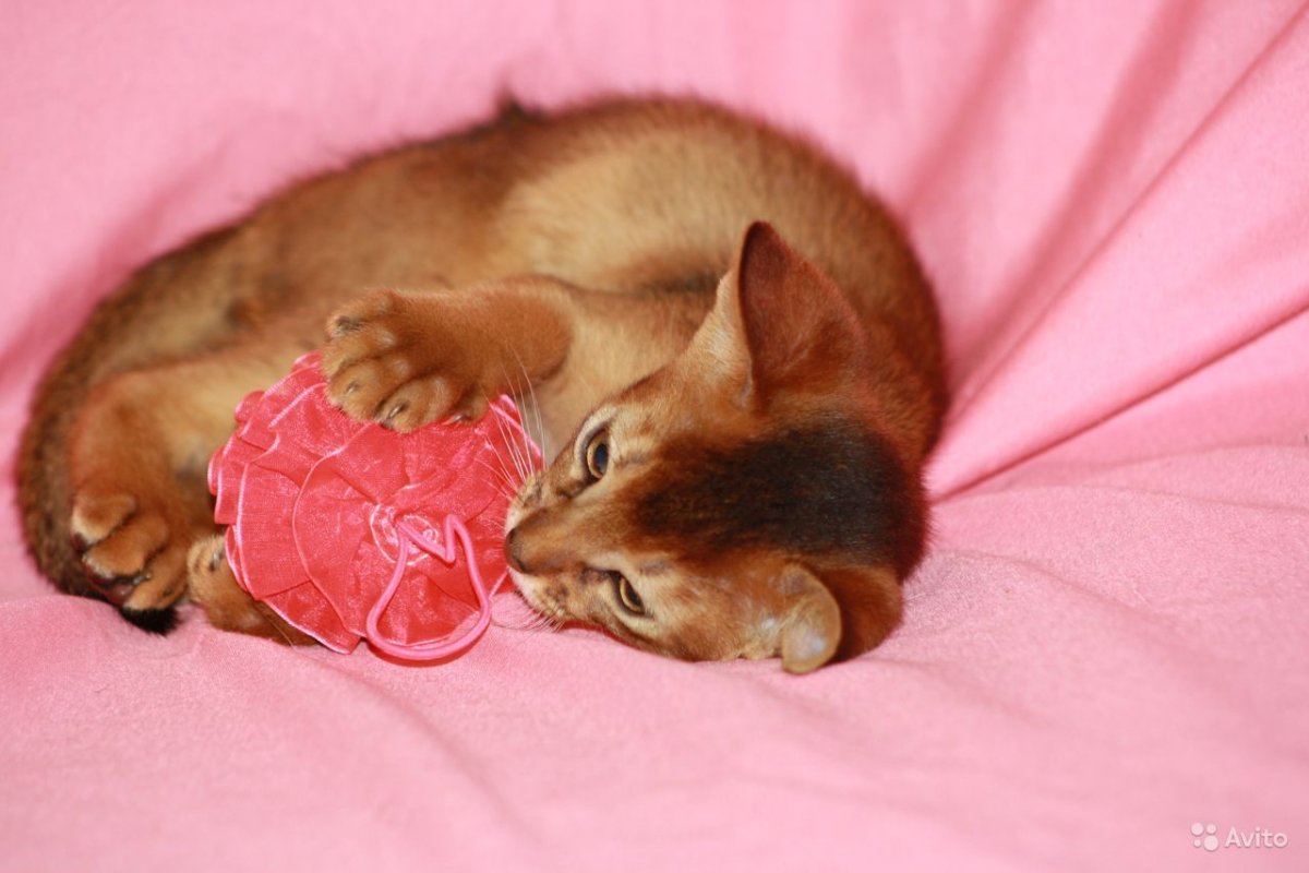 Фото Абиссинской кошки рядом в постели