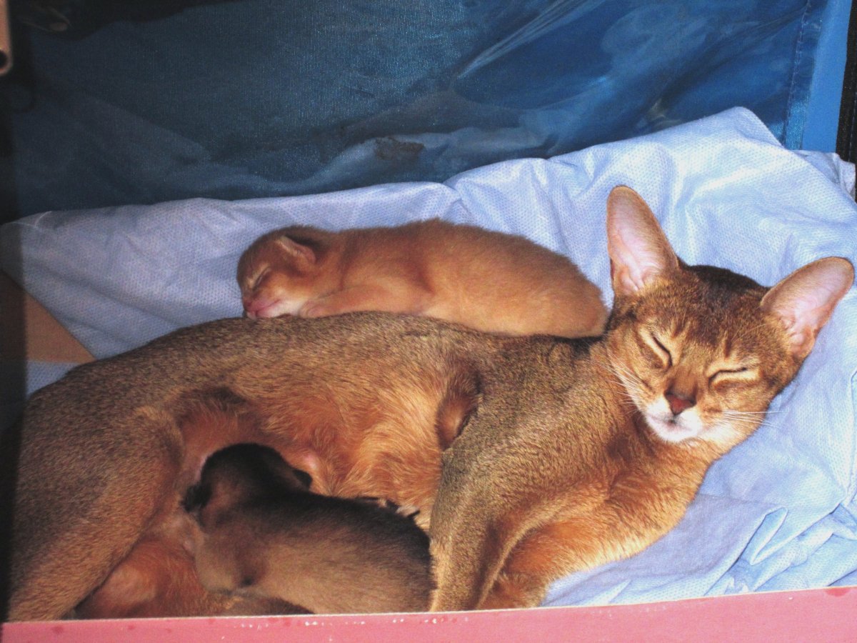 Абиссинские котята Новорожденные голубые